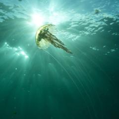 海热症 - Abj1SHlKU74aSU7bjGKTVw6a1Or.jpg