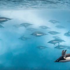 企鹅 - mhttjEtFsIeD6drQxlxrYW8TGkZ.jpg
