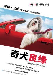 长毛狗