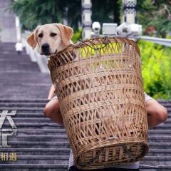 忠犬流浪记 - n50dMDyo2tvtm75cTcNHLgflV8Y.jpg