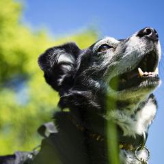 爱犬科迪：与往事告别 - z5xgoT0dhmhIq210AT3TjTJOmnA.jpg