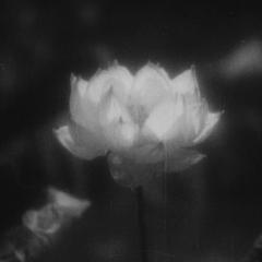 姿三四郎 - p6ontS84FSJJO4av3yKRJjuq4JD.jpg