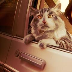 酷猫妙探 - 4gWfG0PhulLOG8fZGARmJoz8Q0Q.jpg