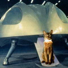 鬼马太空猫 - b1WiPtLL8bUheoMlBH9xZOUDb2A.jpg