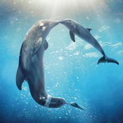 海豚的故事2 - tApKTyFyEriAIhPI4kxgH5NxhKv.jpg
