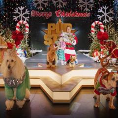 萌犬好声音4 - lpTZRTJqWO50wb3BD0cWmOseOOr.jpg
