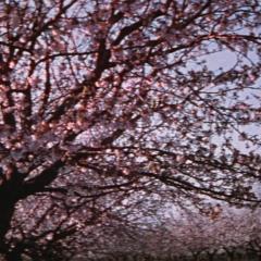 梵高传 - 7Lq28Lko4FtFqIhZYw8vyIVS08v.jpg