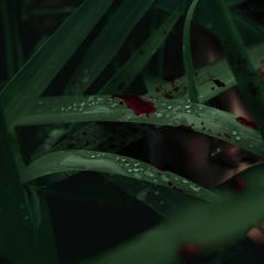 高草丛中 - 3qL0QfAzM4F0Pa0WQrG9eTFR6Uc.jpg
