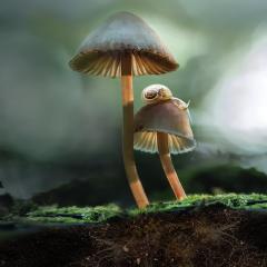 神奇的真菌 - 38QlsrjSHvFM7ooNtLiR1GMPdLW.jpg