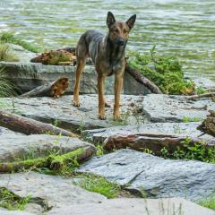 军犬麦克斯 - 5tsslr2RjtD10oBJuNX8iVIyXiy.jpg