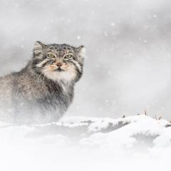 雪豹女王 - yujsihlGzzMSWbyx4P3XWA0Rplt.jpg