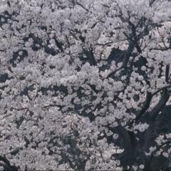 铁道员 - vW5qZgVOh2bXTV4twmmPbaFmwc0.jpg