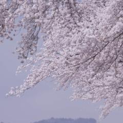 小森林：冬春篇 - oAT0es7LYMY9lbNnkwSujtgugSO.jpg