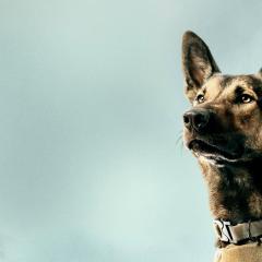 军犬麦克斯 - fhMtchPdOJqzUsW3oA8GdOInpmT.jpg