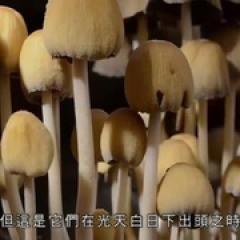 英伦四季 - p1642539637221541116.jpg