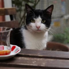 伊斯坦布尔的猫 - 7ly3PRUq9JUridQtBCBOV6Yh3qY.jpg