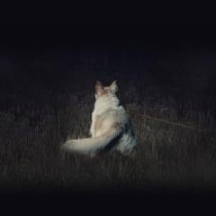 黑夜造访 - hPaZe8fpTB8hZ4AjBlnNxEqqbWz.jpg