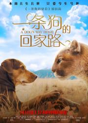 一条狗的回家路