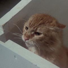 邪猫劫 - zRAnGOEh6Q4oJx7GsYnWUKW8gVI.jpg