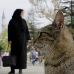 伊斯坦布尔的猫 - 4Xl4uNI1SYpBIWd0YEaQHZ2CXPc.jpg