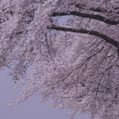小森林：冬春篇 - zaaketOkbKrjeB7qtTzfJw8Uy67.jpg