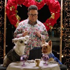 萌犬好声音3 - 3kY7y7VNtl4OJDg0uFXpLPo90d6.jpg