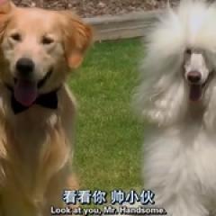 妙狗牵手圣诞节 - p1604324221739996722.jpg